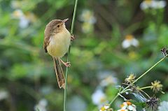 Plain Prinia